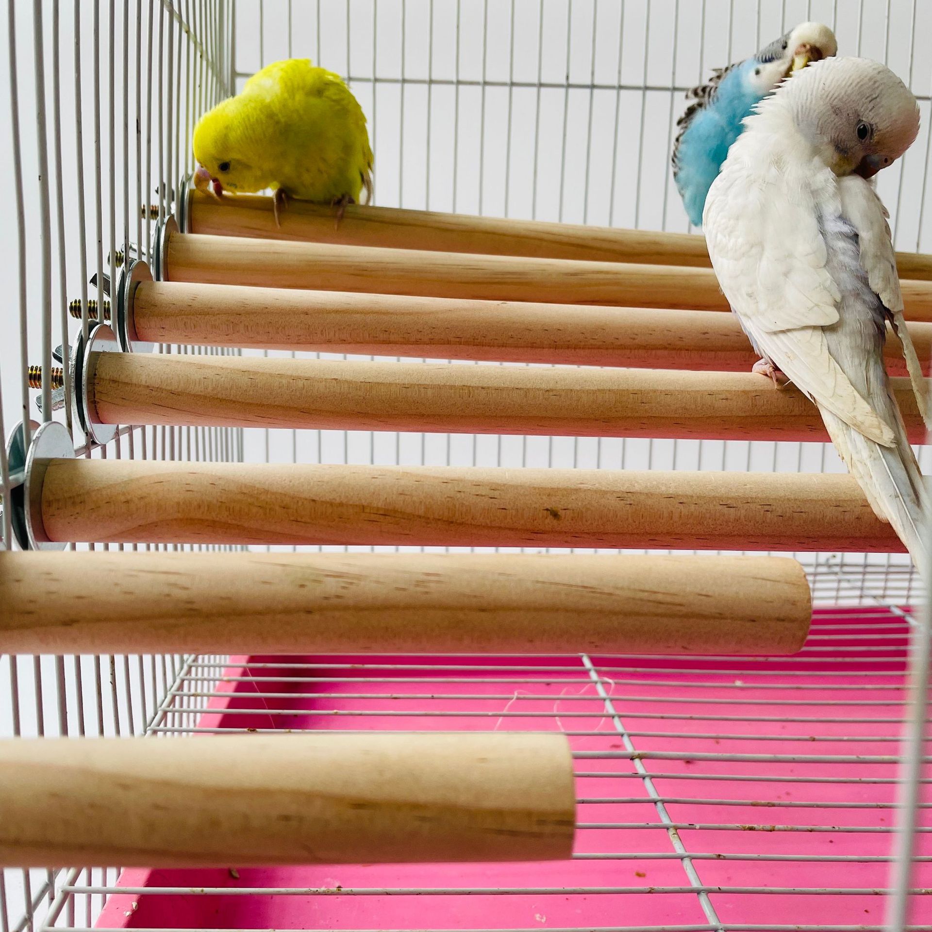 Parrot Pet Raw Standing Stick  - огляд і ціна Pet X Supplies & Tack Grooming